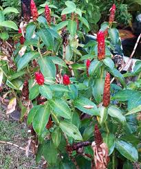 Image result for Costus subbiflorus