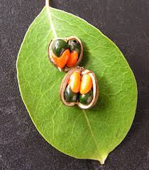 Image result for Maprounea