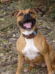 Image of American Staffordshire Terrier