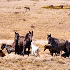 Thousands Of Feral Horses To Be Removed From National Park After Australian Wildfires