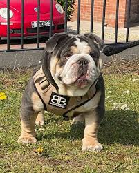 Check spelling or type a new query. Tri Color English Bulldog Are They Really That Rare