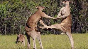 Последние твиты от kangaroo boxing (@kangarooboxing). Kangaroo Boxing Fight Life Story Bbc Earth Youtube