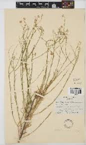 Image result for Aizoon schellenbergii