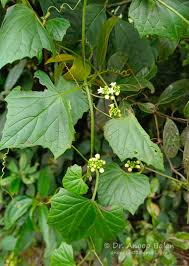 Image result for Zehneria