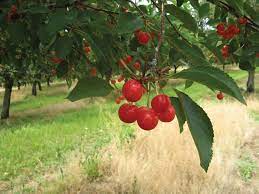 Gene's 40 apple tree (click to take a tour) we are crazy about the best tasting, most flavorful fruits that grow well here. Pin On My Yard