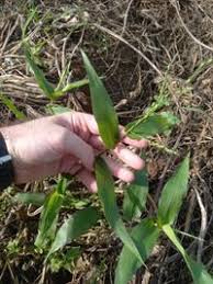 Image result for Acroceras zizanioides