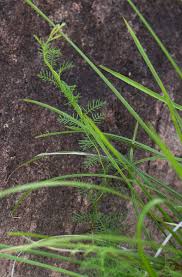 Image result for Xenostegia pinnata