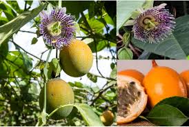 Image result for Passiflora ligularis