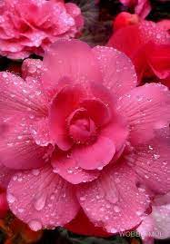 Pink And Pretty Water Soaked Begonias Flowers Beautiful Flowers Amazing Flowers