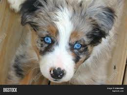 Use the search tool below and browse adoptable border collies! Border Aussie Puppy Image Photo Free Trial Bigstock