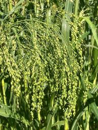 Image result for Panicum brevifolium
