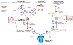 Image result for Complement Pathway