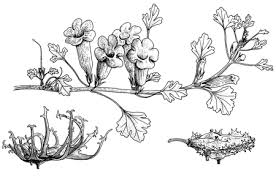 Image result for Ceratotheca integribracteata