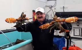 Here is an estimated meat yield broken down by different parts of lobster. Caudle S Catch Ar Twitter Over A Thousand Pounds Of Lobster Arriving Just For The Holidays The Codfather Couldn T Resist Holding Some Of These 5lb Fresh Canadian Lobsters For A Photo Come On