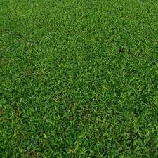 Meski membutuhkan tenaga dan waktu lama sebelum anda bisa menikmati hasilnya. Rumput Hijau Rumputhijau 17 Twitter