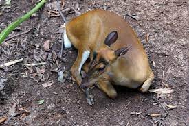 Fauna Belitung