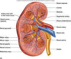 Kidney Function Human Kidney Kidney Anatomy Human Anatomy And Physiology
