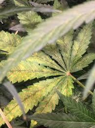 Resolu Carence En Potassium Ou Surengraissage Multi Diags Et Autres Cannaweed