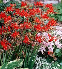 Image result for Crocosmia