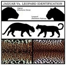 2 Differences Between A Jaguar A Leopard Fur Pattern Though Jaguars And Leopards Both Have Coats That Feature Rosette Patt Jaguar Wild Cats Jaguar Leopard