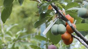 This Crazy Tree Grows 40 Different Kinds Of Fruit Grafting Fruit Trees Types Of Fruit Growing Tree