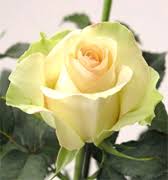 Enjoy the convenience of safe and secure ordering online 24 hours a day. Wholesale Roses Usa Wholesale Roses Italian Wholesale Roses Suppliers Florist Vendors California Roses In Usa And Canada Vendors Roses Flowers Wholesale Roses California Orchids Suppliers Roses Wholesale Vendors Usa Flowers Florist Roses