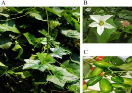 Image result for Coccinia grandis