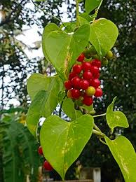 Image result for Tinospora orophila