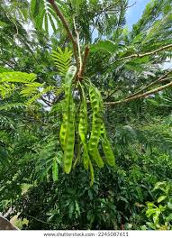 Image result for Parkia