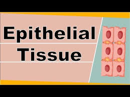 Similarly, in multicellular organisms all such activities are performed by a specific group of cells, tissue. Structure And Function Of Epithelial Tissue Animal Tissue Biology
