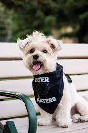 Her hair gets very long and matted. Royal Pet Beauty Shop 41 Photos 64 Reviews Pet Groomers 3019 Lyndale Ave S Minneapolis Mn United States Phone Number Yelp