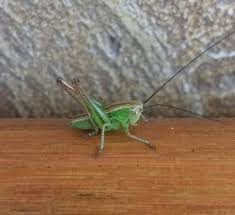 Baby Grasshopper 9gag