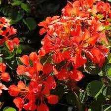 Image result for Bauhinia galpinii