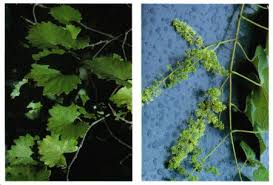 With fruit trees and shrubs, you tend only to eat the fruit and berries, though there are exceptions. Survivaliq Handbook Survival Skills Wild Grape Vine Description Habitat And Picture Edible And Medicinal Plants