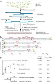 Genome sequence of the recombinant protein production host Pichia pastoris  | Nature Biotechnology