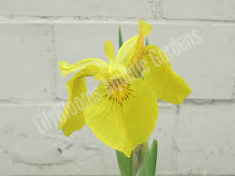 Image result for Iris pseudacorus