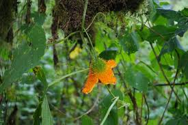 Image result for Momordica foetida