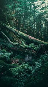 See more ideas about green aesthetic, aesthetic, nature aesthetic. Nature Dark Green Aesthetic Wallpapers Wallpaper Cave