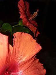 Image result for Hibiscus noldeae