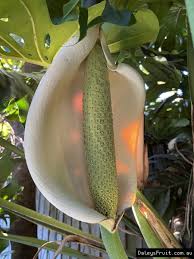 Your order through this online nursery will be processed faster then phone or fax orders. Buy Monstera Fruit Salad Trees In Australia Monstera Deliciosa