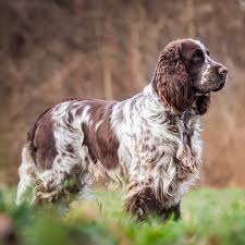 Image result for anglický špringršpaněl