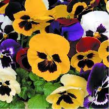 Pensamiento T25 Verdecora Flores Bonitas Plantas De Exterior Pensamientos Flor