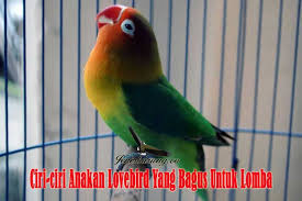 Ciri Ciri Anakan Lovebird Yang Bagus Untuk Lomba Https Jenisburung Co Ciri Ciri Anakan Lovebird Yang Bagus Untuk Lomba