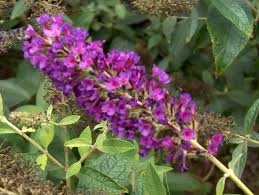 Cranrazz butterfly bush buddleia 'boscranz' pp25730. Pin On Ashcreek What S In My Garden
