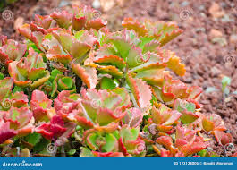 Image result for Kalanchoe crenata
