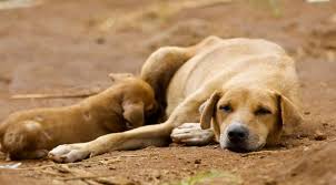 World Animal Protection – Advocacy for Animals