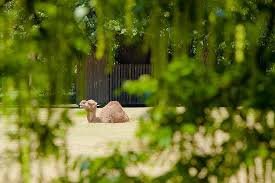 Dromedary camels (camelus dromedarius) and the domestic bactrian camel (camelus wild bactrian camels (camelus ferus) were discovered in 1878 by nikolai prejevalsky camels are known for spitting on people. Berlin Zoo Camel Meadow Animal Animal Themes Mammal One Animal Vertebrate Piqsels