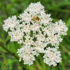 Image result for Apiaceae