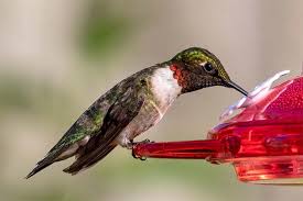 In just a few minutes, you'll have a meal ready to hang outside your window. Homemade Hummingbird Food 3 Ways To Save Time Money The Grow Network The Grow Network