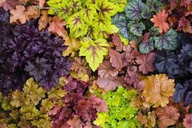 How To Grow Heuchera Organically Use them in commercial designs under lifetime, perpetual & worldwide rights. how to grow heuchera organically